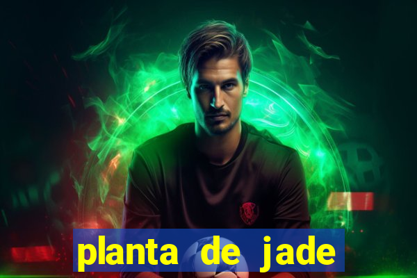 planta de jade significado espiritual